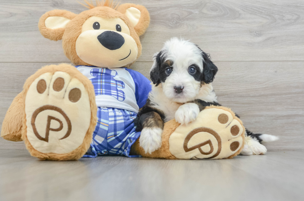 7 week old Mini Bernedoodle Puppy For Sale - Pilesgrove Pups