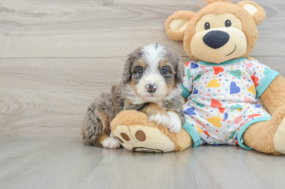 5 week old Mini Bernedoodle Puppy For Sale - Pilesgrove Pups