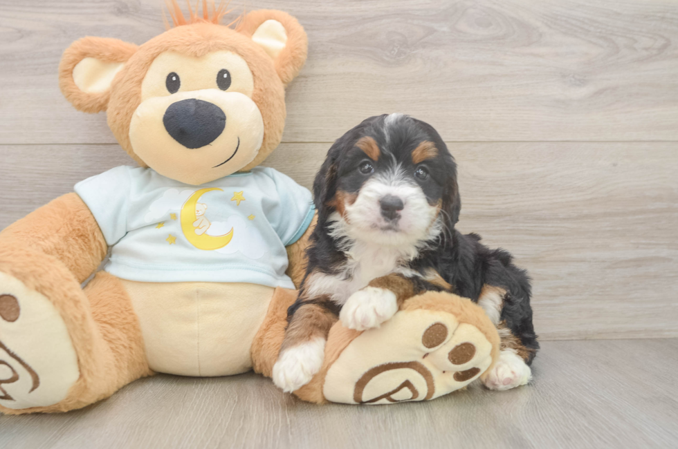 5 week old Mini Bernedoodle Puppy For Sale - Pilesgrove Pups
