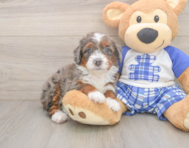 7 week old Mini Bernedoodle Puppy For Sale - Pilesgrove Pups