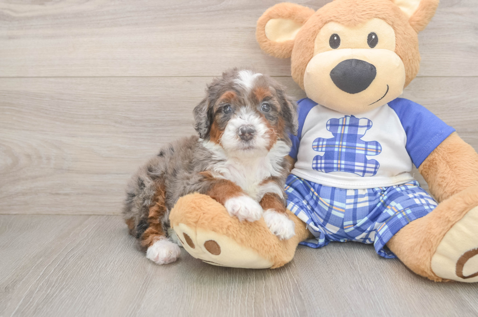 6 week old Mini Bernedoodle Puppy For Sale - Pilesgrove Pups