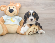 6 week old Mini Bernedoodle Puppy For Sale - Pilesgrove Pups