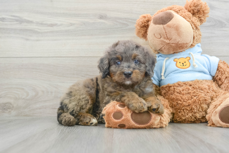 Mini Bernedoodle Puppy for Adoption