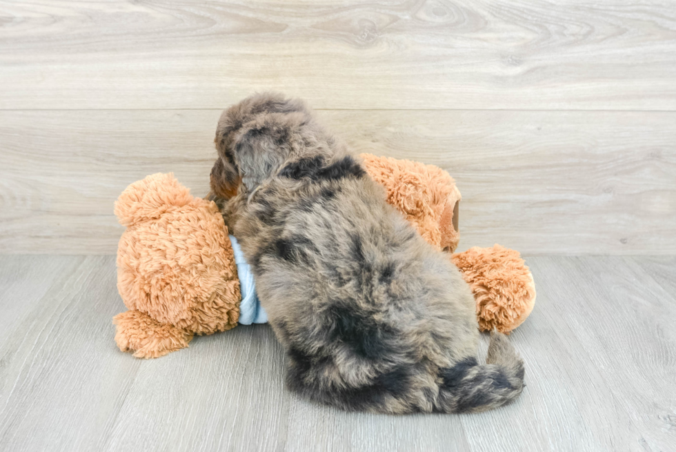 Petite Mini Bernedoodle Poodle Mix Pup