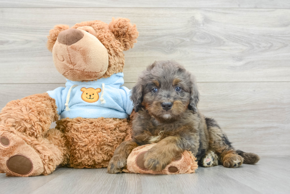 Mini Bernedoodle Pup Being Cute