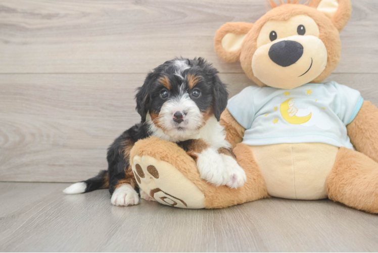 Mini Bernedoodle Puppy for Adoption