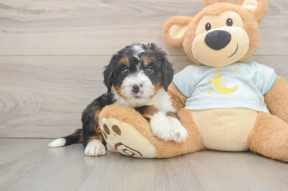 5 week old Mini Bernedoodle Puppy For Sale - Pilesgrove Pups