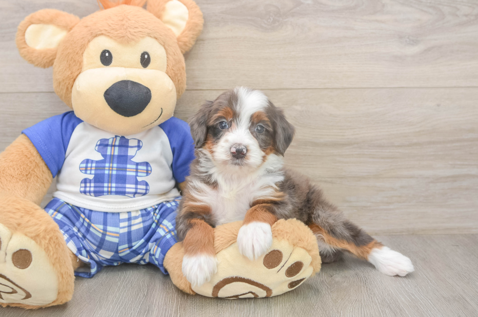 6 week old Mini Bernedoodle Puppy For Sale - Pilesgrove Pups