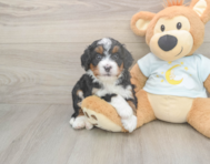 6 week old Mini Bernedoodle Puppy For Sale - Pilesgrove Pups