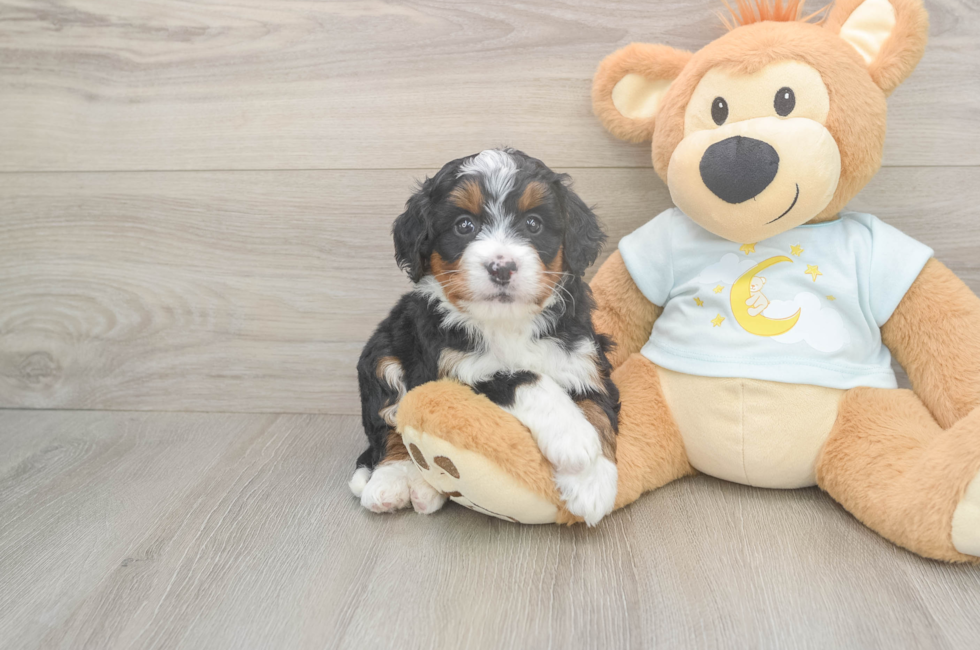5 week old Mini Bernedoodle Puppy For Sale - Pilesgrove Pups