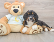 5 week old Mini Bernedoodle Puppy For Sale - Pilesgrove Pups