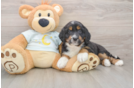 Adorable Mini Bernesedoodle Poodle Mix Puppy
