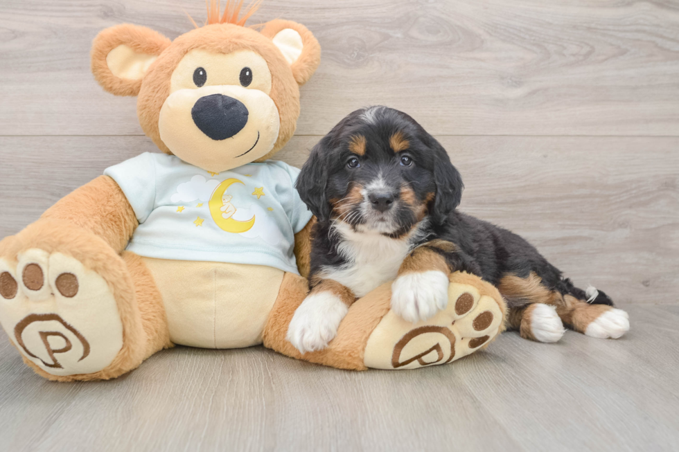 Adorable Mini Bernesedoodle Poodle Mix Puppy