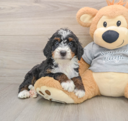 7 week old Mini Bernedoodle Puppy For Sale - Pilesgrove Pups