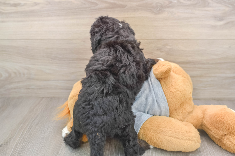 Mini Bernedoodle Puppy for Adoption