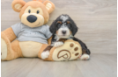 Hypoallergenic Mini Bernesedoodle Poodle Mix Puppy