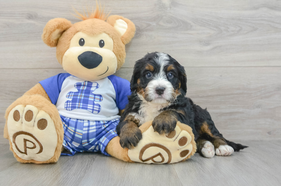 7 week old Mini Bernedoodle Puppy For Sale - Pilesgrove Pups