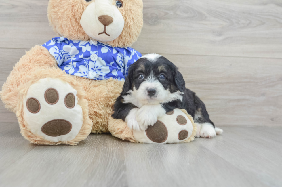 7 week old Mini Bernedoodle Puppy For Sale - Pilesgrove Pups