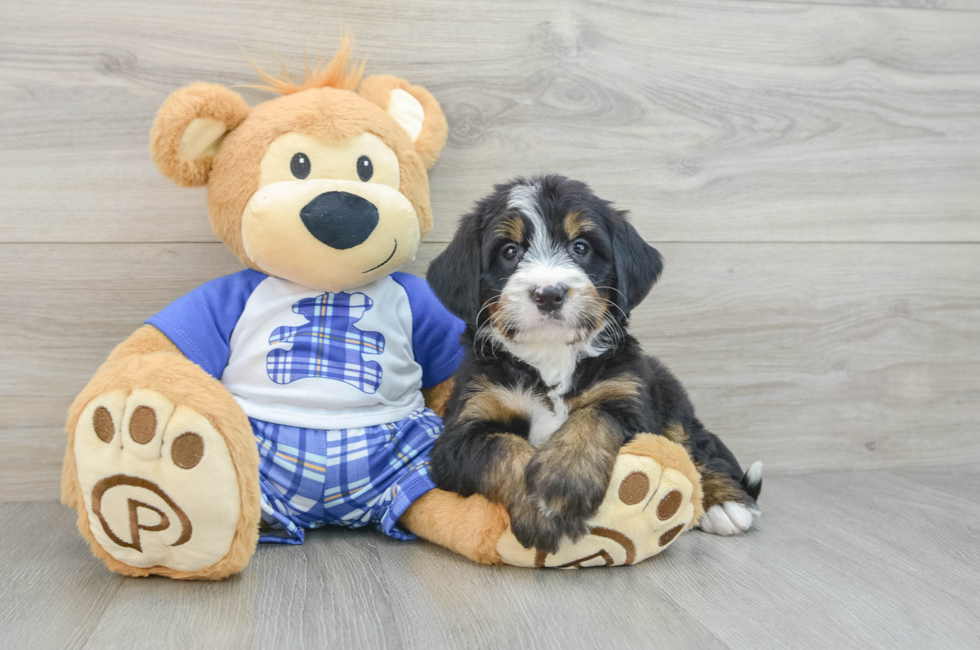 7 week old Mini Bernedoodle Puppy For Sale - Pilesgrove Pups