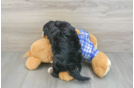 Mini Bernedoodle Pup Being Cute