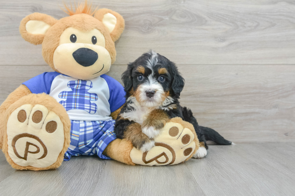 7 week old Mini Bernedoodle Puppy For Sale - Pilesgrove Pups