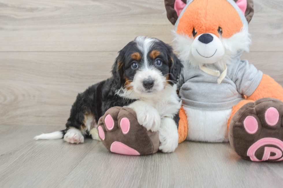7 week old Mini Bernedoodle Puppy For Sale - Pilesgrove Pups