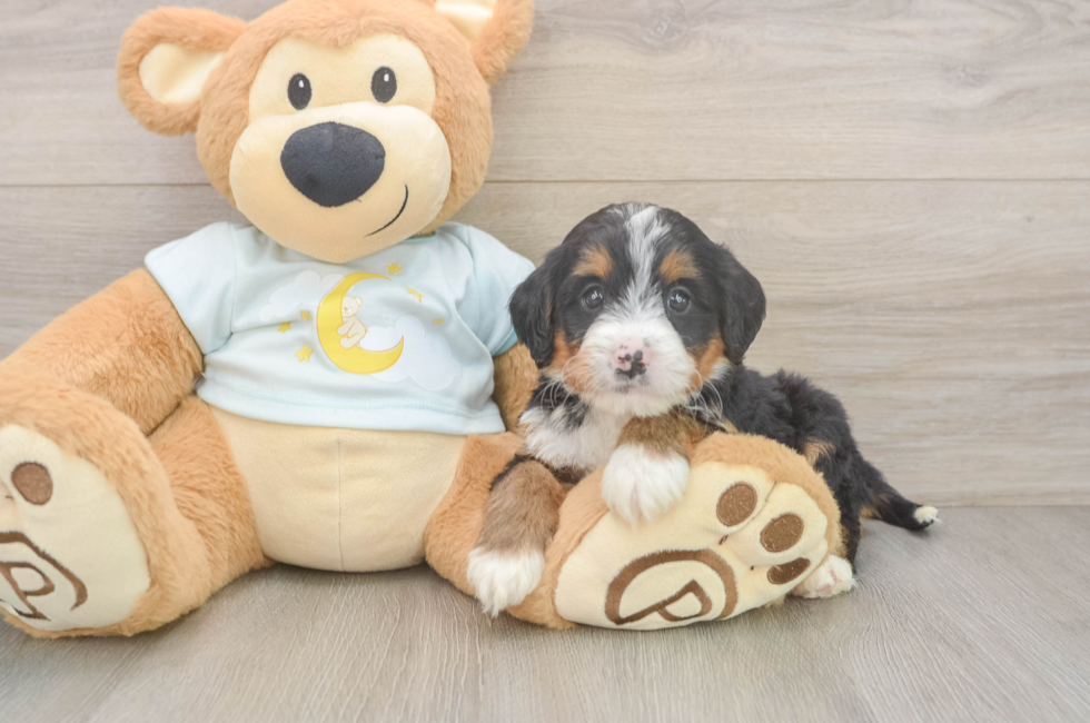 5 week old Mini Bernedoodle Puppy For Sale - Pilesgrove Pups