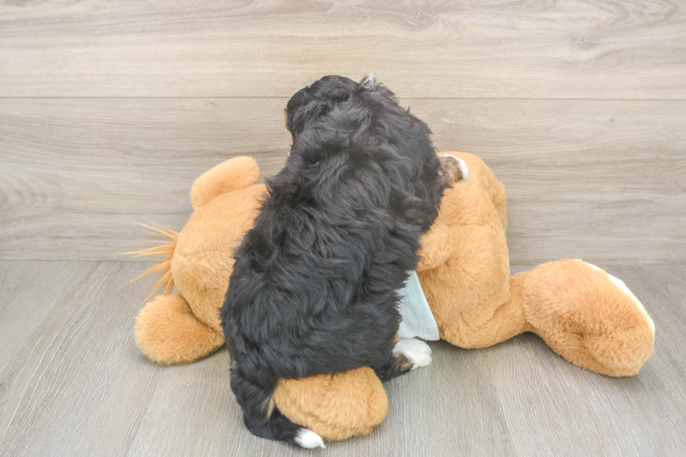 Popular Mini Bernedoodle Poodle Mix Pup