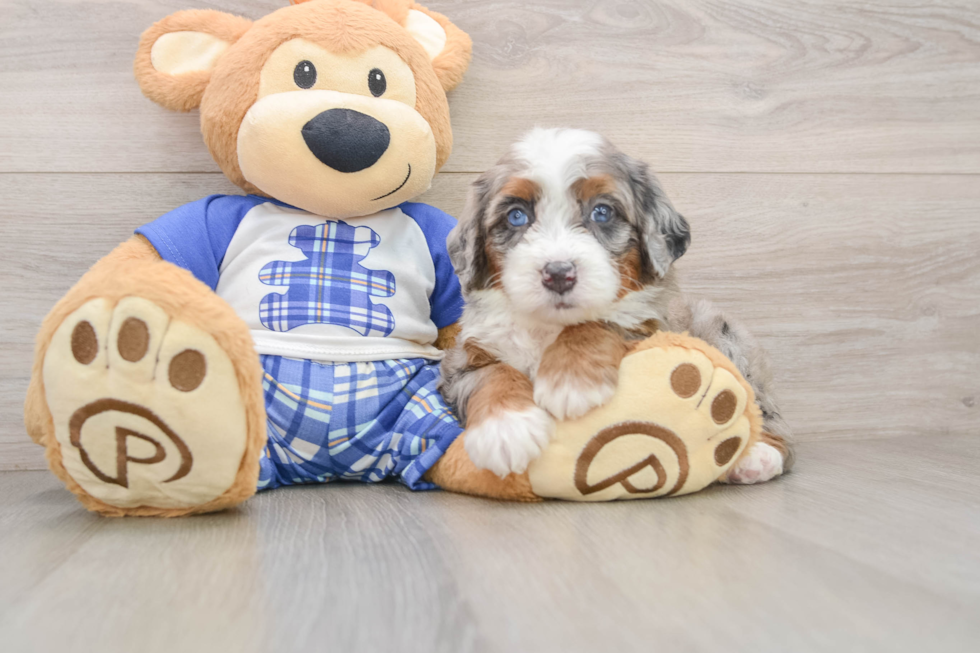 Mini Bernedoodle Puppy for Adoption