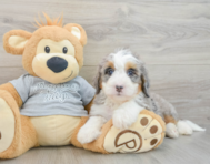 7 week old Mini Bernedoodle Puppy For Sale - Pilesgrove Pups