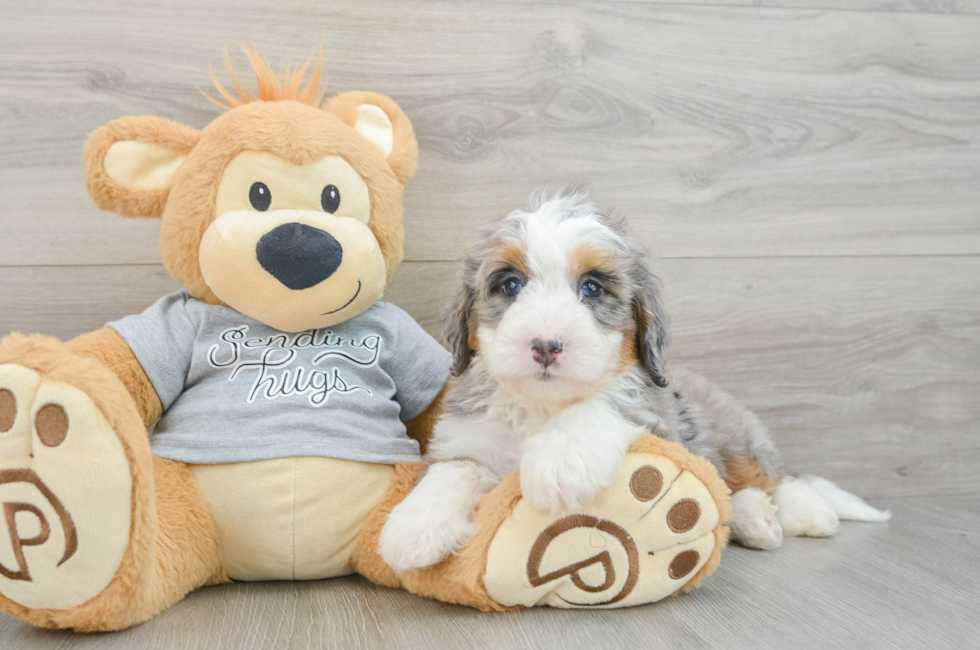 7 week old Mini Bernedoodle Puppy For Sale - Pilesgrove Pups