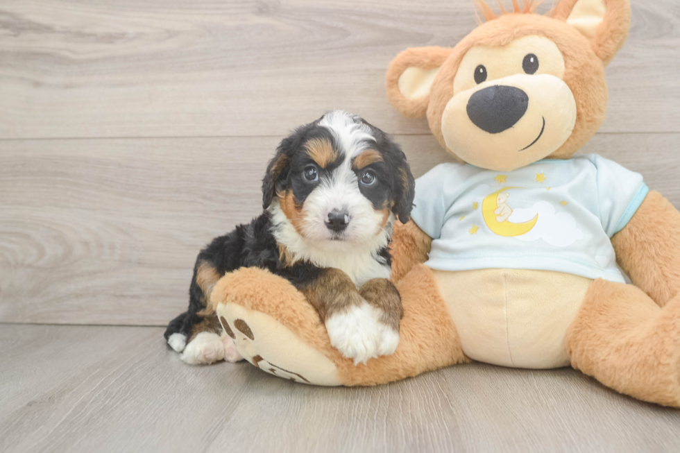 Mini Bernedoodle Puppy for Adoption