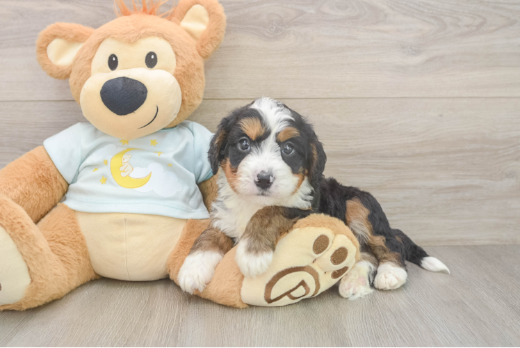Mini Bernedoodle Puppy for Adoption