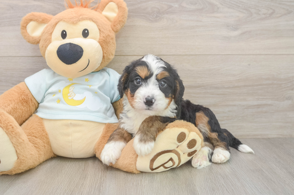 5 week old Mini Bernedoodle Puppy For Sale - Pilesgrove Pups