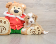 6 week old Mini Bernedoodle Puppy For Sale - Pilesgrove Pups