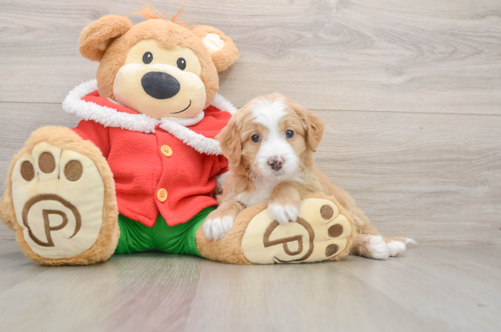 5 week old Mini Bernedoodle Puppy For Sale - Pilesgrove Pups