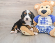 7 week old Mini Bernedoodle Puppy For Sale - Pilesgrove Pups