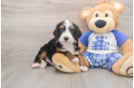 Best Mini Bernedoodle Baby