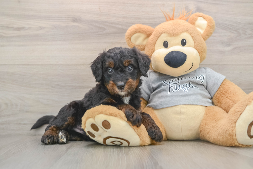Hypoallergenic Bernese Doodle Poodle Mix Puppy