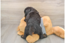 Cute Mini Bernedoodle Baby