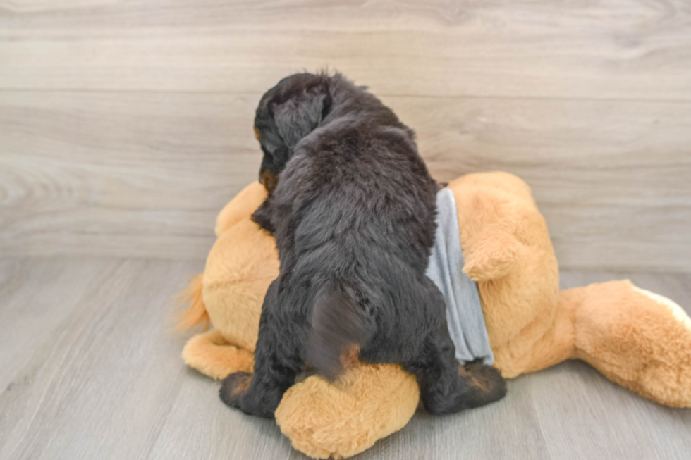 Cute Mini Bernedoodle Baby