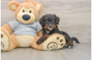 Best Mini Bernedoodle Baby