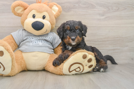 Best Mini Bernedoodle Baby