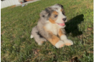 Cute Mini Bernedoodle Poodle Mix Pup