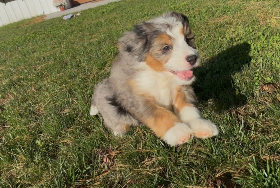 Cute Mini Bernedoodle Poodle Mix Pup