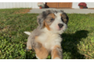 Cute Mini Bernedoodle Baby