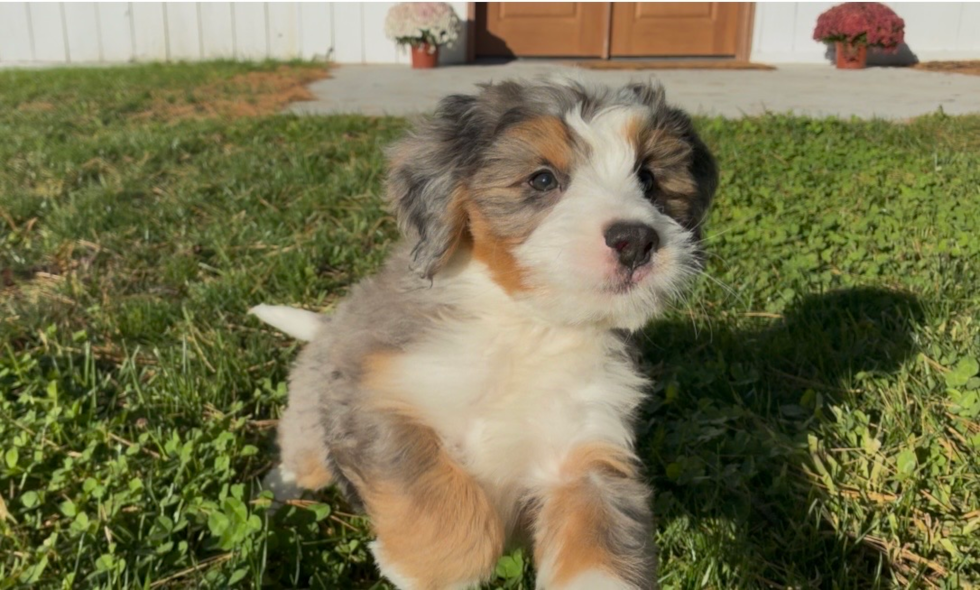 Cute Mini Bernedoodle Baby