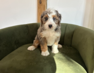 8 week old Mini Bernedoodle Puppy For Sale - Pilesgrove Pups