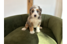 Cute Mini Bernesedoodle Poodle Mix Puppy