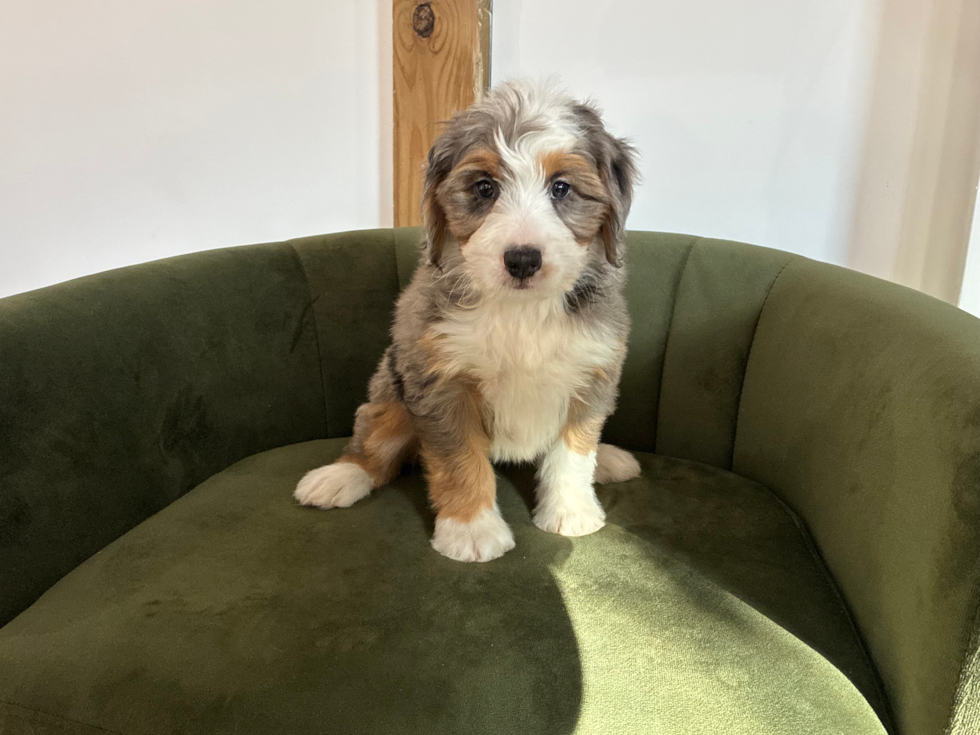 Cute Mini Bernesedoodle Poodle Mix Puppy